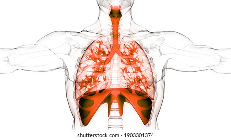 Human Respiratory System Lungs Diaphragm Anatomy Stock Illustration ...