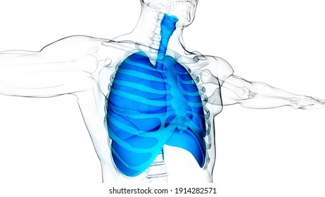 Human Respiratory System Lungs with Diaphragm Anatomy. 3D