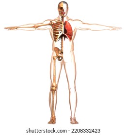 Human Respiratory System Lungs With Diaphragm Anatomy. 3D