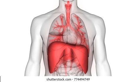 Human Respiratory System (Lungs, Diaphragm) Anatomy. 3D
