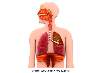 Human Respiratory System.3d Render