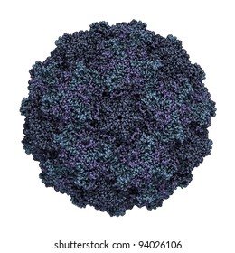 Human Rhinovirus Virus (capsid). This Virus Is A Causative Agent Of The Common Cold