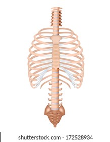 Human Rib Cage