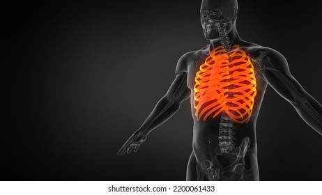 Human Rib Cage 3D Illustration