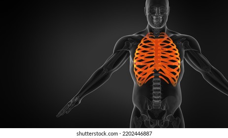 Human Rib Cage 3D Illustration