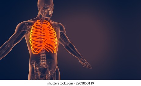 Human Rib Cage 3D Illustration