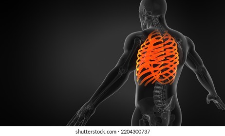 Human Rib Cage 3D Illustration