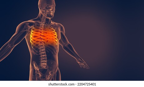 Human Rib Cage 3D Illustration