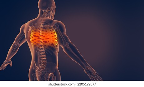 Human Rib Cage 3D Illustration