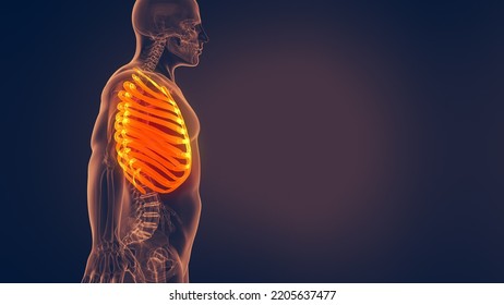 Human Rib Cage 3D Illustration