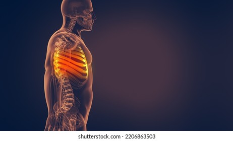 Human Rib Cage 3D Illustration