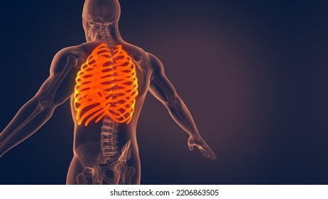 Human Rib Cage 3D Illustration