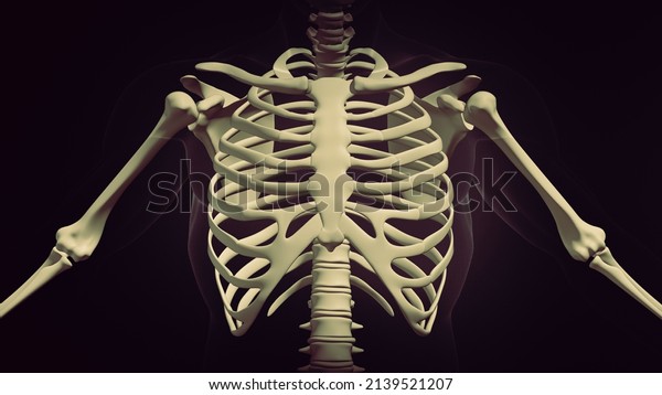 Human rib cage anatomy\
background