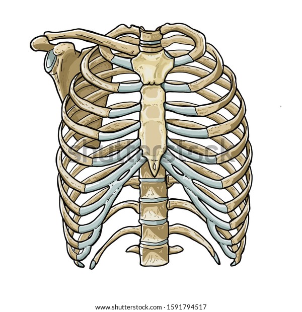 Human Ribs Drawing By Hand Medical Stockillustration 1591794517