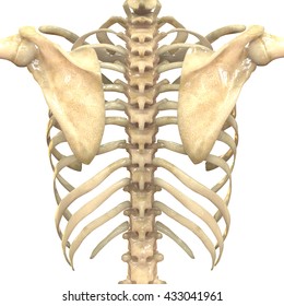 Human Scapula with Ribs. 3D