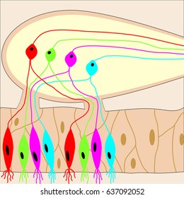 Human Sense Of Smell System: Olfactory Bulb With Mitral Cells