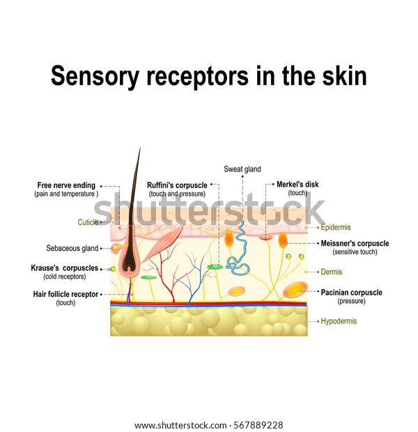 皮膚の人間の感覚系 圧力 振動 温度 痛み かゆみは 特殊な受容器や神経を介して伝達される のイラスト素材