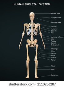 Human Skeletal System Anatomy With Detailed Labeled 3d Illustration