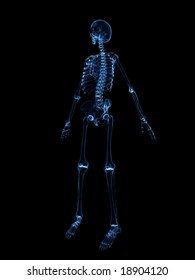 Human Skeleton Stock Illustration 18904120 | Shutterstock