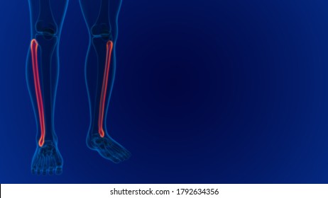 Fibula Images, Stock Photos & Vectors | Shutterstock