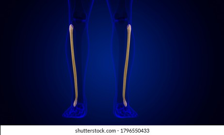 Fibula Images, Stock Photos & Vectors | Shutterstock