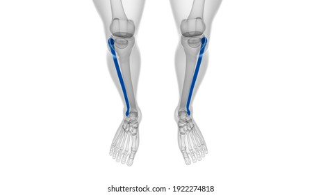 Fibula Images, Stock Photos & Vectors | Shutterstock