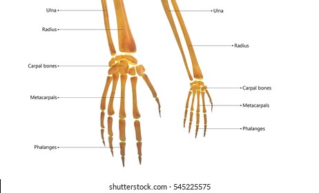 Human Skeleton Anatomy Finger Joints 3d Stock Illustration 545225575 ...