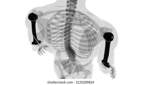 Human skeleton anatomy Humerus Bone 3D Rendering For Medical Concept