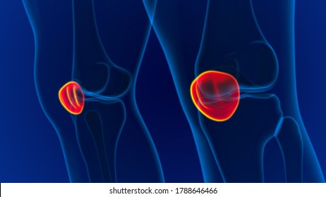 Human Skeleton Anatomy Patella Bone 3D Rendering For Medical Concept