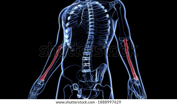 Human skeleton anatomy Radius Bone 3D Rendering
For Medical
Concept