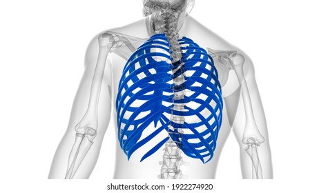 Rib Cage Back Images Stock Photos Vectors Shutterstock