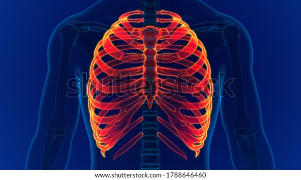 Human skeleton anatomy Rib Cage 3D Rendering For\
Medical Concept