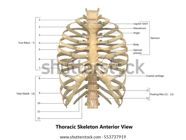 Human Skeleton Anatomy Thoracic Skeleton 3d Stock Illustration 553737919