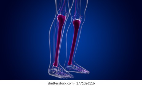 Human Skeleton Anatomy Tibia Bone 3d Stock Illustration 1771026116 ...