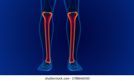 Human Skeleton Anatomy Tibia Bone 3d Stock Illustration 1794637444 