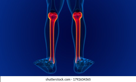 Human Skeleton Anatomy Tibia Bone 3d Stock Illustration 1794637444 ...