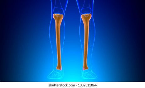 Human Skeleton Anatomy Tibia Bone 3d Stock Illustration 1832311864 ...