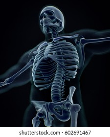 Human Skeleton Anatomy Torso, Ribs,xray. 3D Illustration