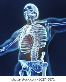 Human Skeleton Anatomy Torso, Skeletal Structure, Bones, Xray. 3D Illustration