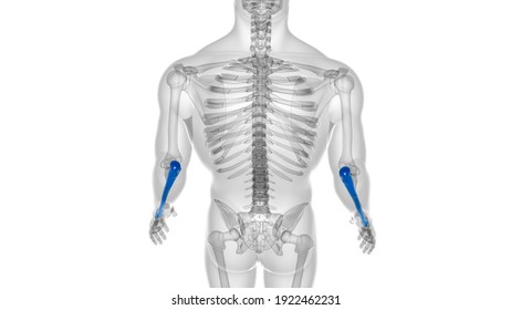 Human Skeleton Anatomy Ulna Bone 3d Stock Illustration 1922462231 ...