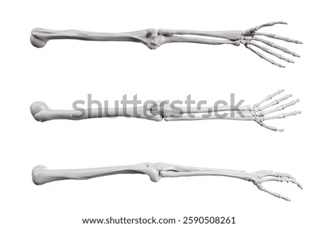 human skeleton arm bones with different angle isolated on white background. Bones of the human hand. Skeletal system of upper arm bones. Human skeleton render of arm, shoulder, wrist. 3D Illustration