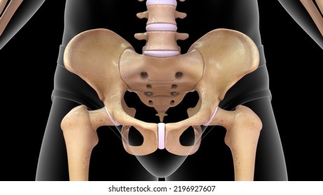 Human Skeleton And Back Bone Pelvic Bones Anatomy 3d Illustration