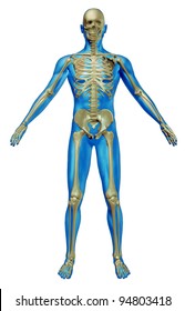 Human skeleton and body with the skeletal anatomy in a rested pose on a white background as a health care and medical concept.