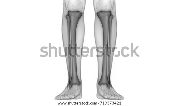 Tibia Bone Anatomy - Human Anatomy