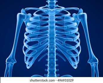 Human skeleton: breast chest. Front view. Medically accurate 3D illustration 