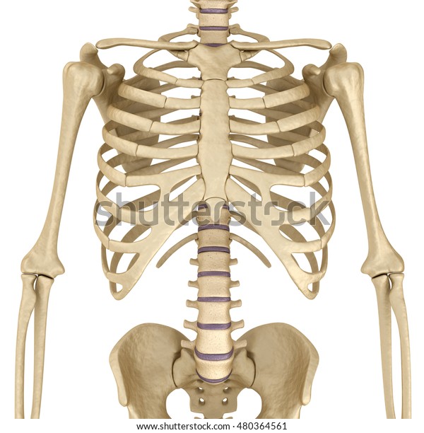 人間の骨格 胸 正面図 医学的に正確な3dイラスト のイラスト素材