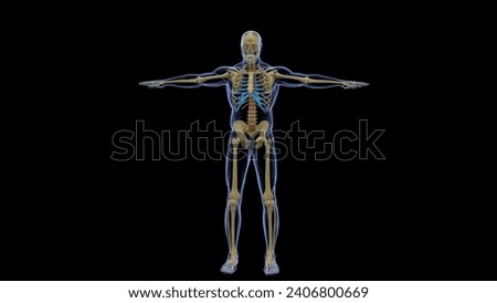 human skeleton can be divided into the axial skeleton and appendicular skeleton. The axial skeleton is formed by the vertebral column rib cage, the skull and other associated bones 3d illustration