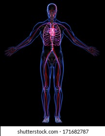 Human skeleton and Circulatory System