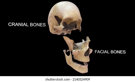 3,252 Human Facial Bones Images, Stock Photos & Vectors | Shutterstock