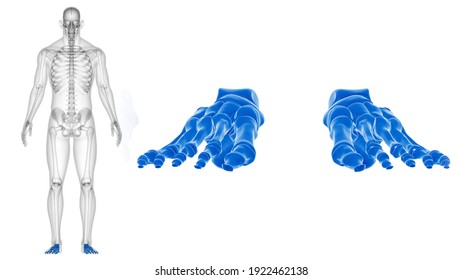 肋骨 の画像 写真素材 ベクター画像 Shutterstock